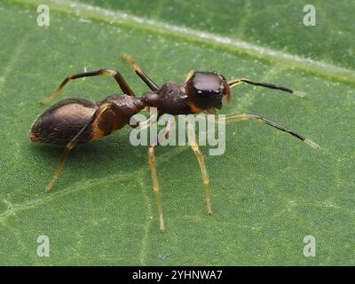 Slender Ant-mimic Jumping Spider (Synemosyna formica) Stock Photo