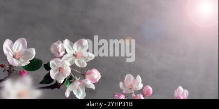 Blooming apple tree in spring time on gray background. Stock Photo