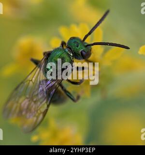 Pure Green Sweat bee (Augochlora pura) Stock Photo