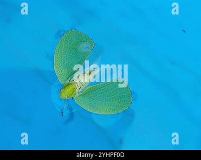 Green Cone-headed Planthopper (Acanalonia conica) Stock Photo