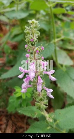 California Hedge Nettle (Stachys bullata) Stock Photo