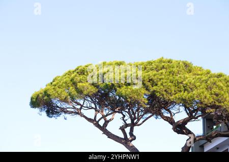 Stone pine in front of blue sky background. Umbrella shaped tree. Nature. Copy space, blank, empty. No people, nobody. Horizontal photo. Pinus pinea. Stock Photo