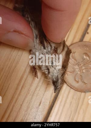 Eurasian Pygmy Shrew (Sorex minutus) Stock Photo