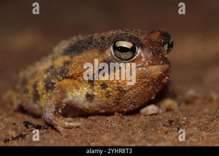 Namaqua Rain Frog (Breviceps namaquensis) Stock Photo