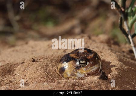 Namaqua Rain Frog (Breviceps namaquensis) Stock Photo