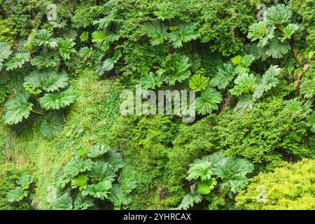 Lush green foliage of diverse plants thriving in a natural forest setting under bright daylight Stock Photo