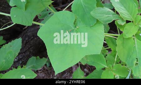 Oneseed Bur Cucumber (Sicyos angulatus) Stock Photo