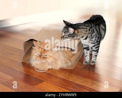 A curious tabby cat sniffs a fluffy orange cat hiding inside a paper bag on a hardwood floor, creating a playful scene. Stock Photo
