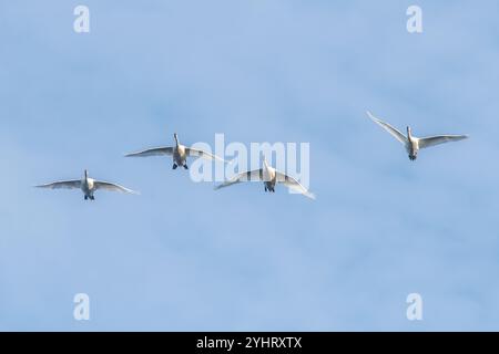 Four mute swans (Cygnus olor) flying, in flight against a blue sky, England, UK Stock Photo
