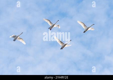 Four mute swans (Cygnus olor) flying, in flight against a blue sky, England, UK Stock Photo