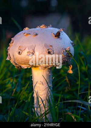 Warted amanita, its scientific name is Amanita strobiliformis Stock Photo