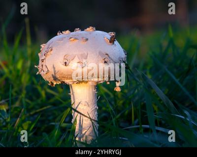 Warted amanita, its scientific name is Amanita strobiliformis Stock Photo