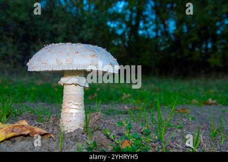 Warted amanita, its scientific name is Amanita strobiliformis Stock Photo