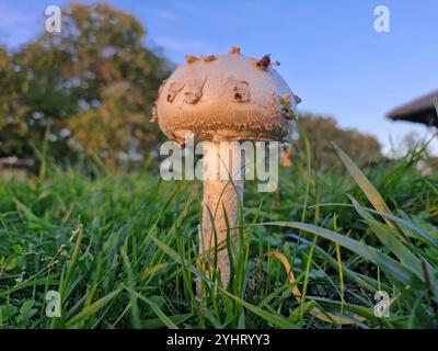 Warted amanita, its scientific name is Amanita strobiliformis Stock Photo