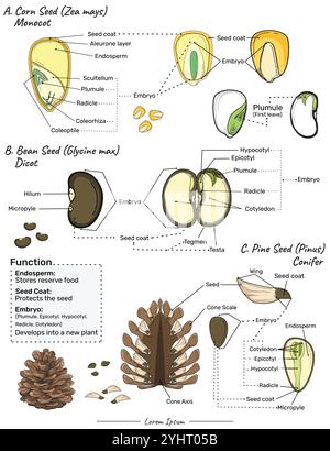 Monocot, dicot and conifer seed illustration Stock Vector