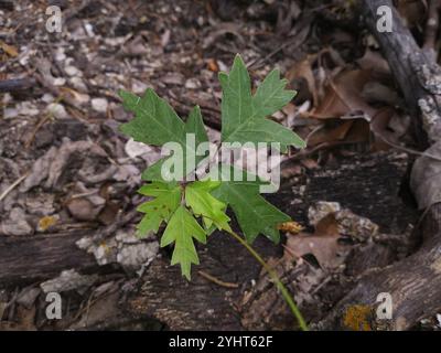 Atlantic poison oak (Toxicodendron pubescens) Stock Photo