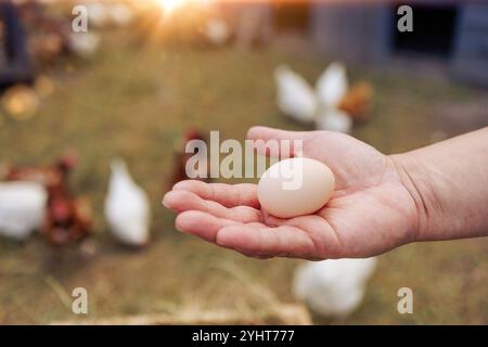 A man holds one egg in his hand, in the foreground is a basket of eggs, in the background are chickens. chicken eco farm concept, free range chickens Stock Photo
