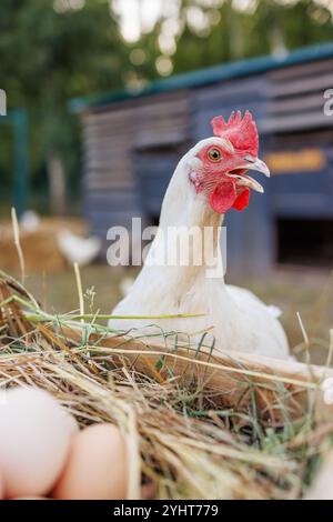 A white hen stands beside a basket filled with fresh eggs, surrounded by a farmyard setting with other chickens in the background. Stock Photo