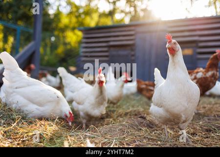 Close-up of a chicken walking on a poultry farm, other chickens in the background. Eco-farm concept, environmentally friendly poultry farming Stock Photo