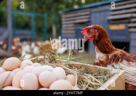 A brown hen stands beside a wooden crate filled with fresh eggs, resting on hay. In the background, a farm setting with other chickens and a barn is v Stock Photo