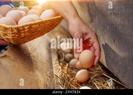 Man holding basket with eggs, holding chicken egg in hand on poultry farm background, fresh eggs collection Stock Photo