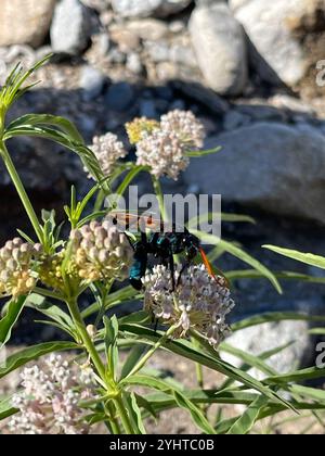 Milde's Tarantula-hawk Wasp (Pepsis mildei Stock Photo - Alamy