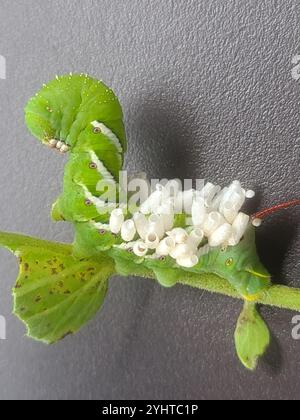 Hornworm Parasitoid Wasp (Cotesia congregata Stock Photo - Alamy