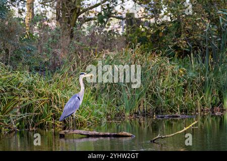 Grey Heron, Ardea cinerea, in natural habitat standing expectantly on horizontal tree stump in pond against background of reed, Phragmites australis, Stock Photo