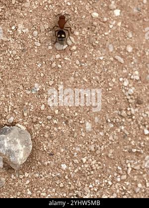 Four-spotted Velvet Ant (Dasymutilla quadriguttata) Stock Photo