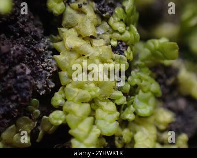 Flat-leaved Scalewort (Radula complanata) Stock Photo