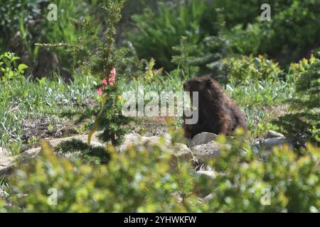 Vancouver Island Marmot (Marmota vancouverensis) Stock Photo