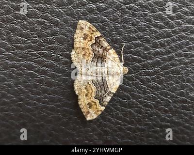 Large Twin-spot Carpet (Xanthorhoe quadrifasiata) Stock Photo