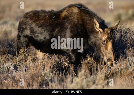 Cow moose in Grand Teton National Park, Wyoming Stock Photo