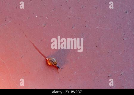 A small snail is crawling on a red surface. The snail is small and brown, and it is moving slowly Stock Photo