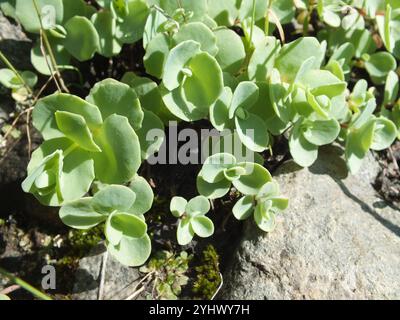 Pink Mongolian Stonecrop (Hylotelephium ewersii) Stock Photo