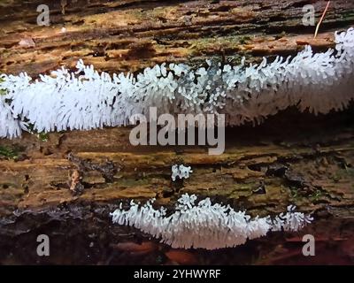 Honeycomb Coral Slime Mold (Ceratiomyxa fruticulosa) Stock Photo