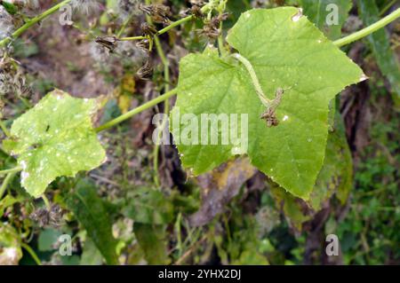 Oneseed Bur Cucumber (Sicyos angulatus) Stock Photo