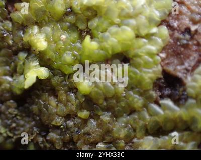 Flat-leaved Scalewort (Radula complanata) Stock Photo