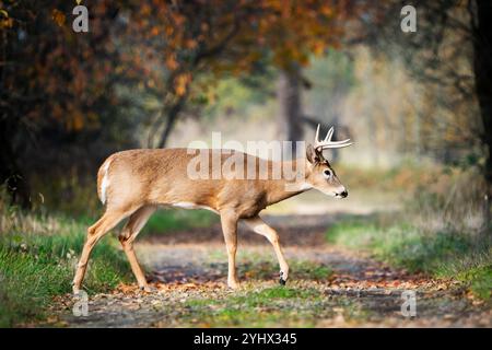 Threatened male Columbian white tail deer (Odocoileus virginianus leucurus) with antlers, Ridgefield National Wildlife Refuge, Washington, USA Stock Photo