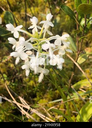 White-fringed Orchid (Platanthera blephariglottis) Stock Photo