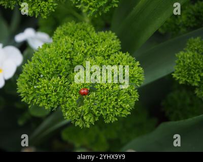 Macro of a two-spotted ladybug ( Adalia bipunctata) on a parsley leaf (Petroselinum crispum) in front of other plants seen from above Stock Photo