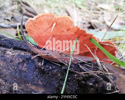 Southern Cinnabar Polypore (Trametes coccinea) Stock Photo