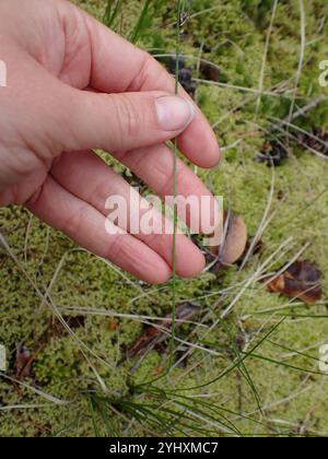Long-stolon Sedge (Carex inops Stock Photo - Alamy