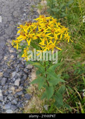 Alpine Ragwort Complex (Senecio nemorensis Stock Photo - Alamy