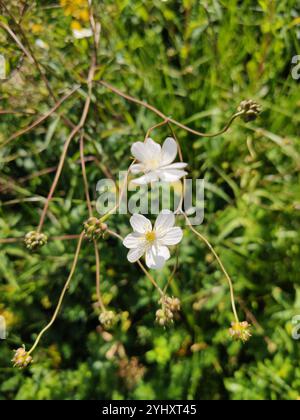 Large White Buttercup (Ranunculus platanifolius) Stock Photo