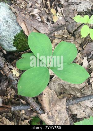 Large Whorled Pogonia (Isotria verticillata) Stock Photo