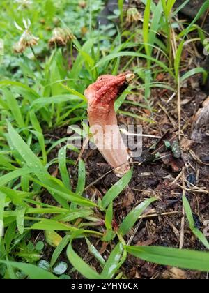 lantern stinkhorn (Lysurus mokusin Stock Photo - Alamy