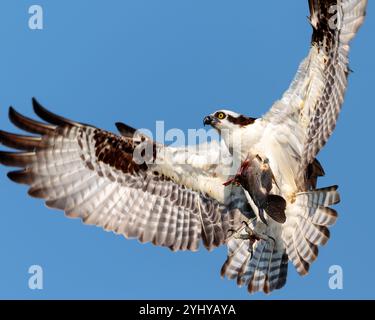 Osprey (Pandion haliaetus) looking for lunch, isolated against blue sky. catching a fish meal. Stock Photo