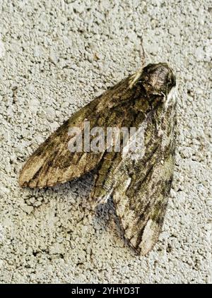 Hagen's Sphinx (Ceratomia hageni) Stock Photo