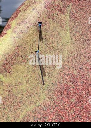 Blue-fronted Dancer (Argia apicalis) Stock Photo